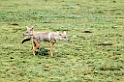 Ndutu Golden Jackal01_1